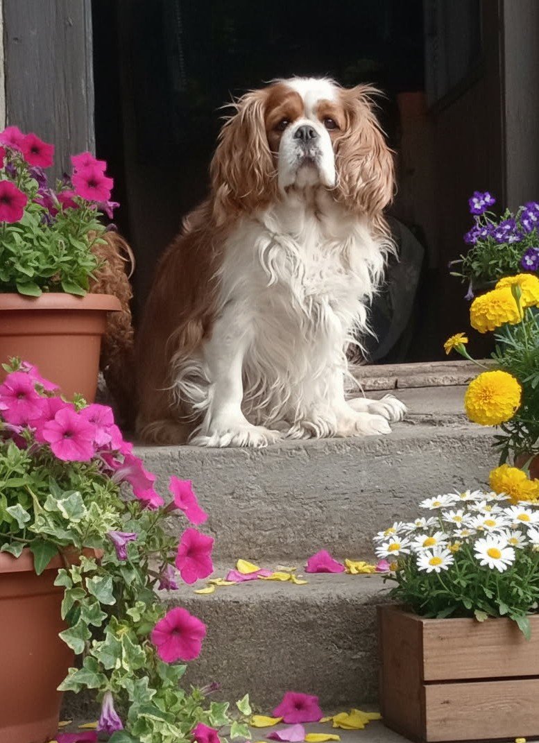 Jasmina - Cavalier KCS